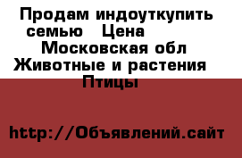 Продам индоуткупить семью › Цена ­ 3 500 - Московская обл. Животные и растения » Птицы   